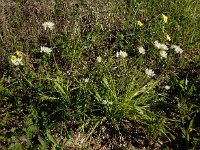 Allium subvillosum 9, Saxifraga-Ed Stikvoort