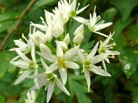 Allium ursinum 56, Daslook, Saxifraga-Hans Grotenhuis