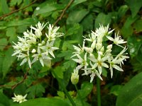 Allium ursinum 58, Daslook, Saxifraga-Hans Grotenhuis