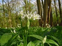 Allium ursinum 59, Daslook, Saxifraga-Hans Grotenhuis