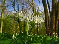 Allium ursinum 60, Daslook, Saxifraga-Hans Grotenhuis