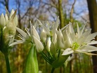 Allium ursinum 61, Daslook, Saxifraga-Hans Grotenhuis