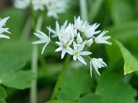 Allium ursinum 63, Daslook, Saxifraga-Tom Heijnen