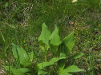 Allium victorialis 7, Saxifraga-Ed Stikvoort : Pierre de Haute