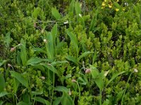 Allium victorialis 8, Saxifraga-Ed Stikvoort : 12 juni 2024 Col du Béal en richting Chamazel
