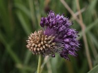 Allium vineale 2, Kraailook, Saxifraga- Peter Meininger