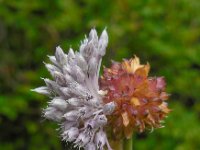 Allium vineale 5, Kraailook, Saxifraga-Ed Stikvoort