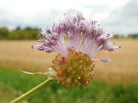 Allium vineale 8, Kraailook, Saxifraga-Ed Stikvoort