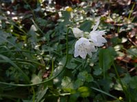 Allium zebdanense