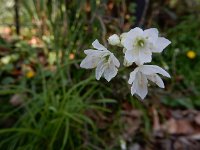 Allium zebdanense 2, Bochtig look, Saxifraga-Ed Stikvoort