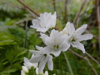 Allium zebdanense 5, Bochtig look, Saxifraga-Ed Stikvoort