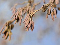 Alnus glutinosa 47, Zwarte els, Saxifraga-Tom Heijnen