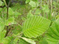 Alnus viridis 2, Saxifraga-Rutger Barendse