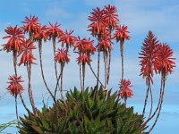 Aloe arborescens 3, Saxifraga-Ed Stikvoort