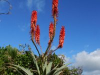 Aloe arborescens 5, Saxifraga-Ed Stikvoort