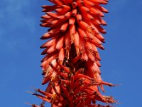 Aloe arborescens 6, Saxifraga-Ed Stikvoort