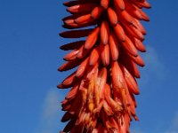 Aloe arborescens 8, Saxifraga-Ed Stikvoort