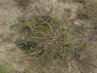 Alopecurus geniculatus 9, Geknikte vossenstaart, Saxifraga-Willem van Kruijsbergen