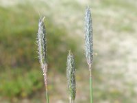 Alopecurus pratensis 27, Grote vossenstaart, Saxifraga-Rutger Barendse