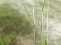 Alopecurus pratensis 28, Grote vossenstaart, Saxifraga-Rutger Barendse