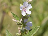 Althaea officinalis 45, Heemst, Saxifraga-Jan Nijendijktif