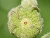 Althaea officinalis 48, Heemst, Saxifraga-Sonja Bouwman  805. Heemst - Althaea officinalis - Malvaceae familie (i)