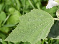 Althaea officinalis 49, Heemst, Saxifraga-Sonja Bouwman  805. Heemst - Althaea officinalis - Malvaceae familie (i)