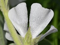 Althaea officinalis 50, Heemst, Saxifraga-Sonja Bouwman  805. Heemst - Althaea officinalis - Malvaceae familie (i)