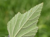 Althaea officinalis 51, Heemst, Saxifraga-Sonja Bouwman  805. Heemst - Althaea officinalis - Malvaceae familie (i)