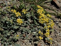 Alyssum akamasicum