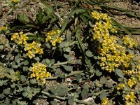 Alyssum akamasicum 2, Saxifraga-Ed Stikvoort