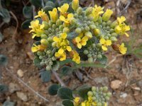 Alyssum akamasicum 3, Saxifraga-Ed Stikvoort