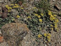 Alyssum akamasicum 4, Saxifraga-Ed Stikvoort