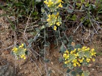 Alyssum akamasicum 5, Saxifraga-Ed Stikvoort