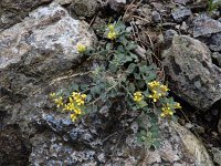 Alyssum akamasicum 6, Saxifraga-Ed Stikvoort