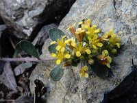 Alyssum akamasicum 7, Saxifraga-Ed Stikvoort