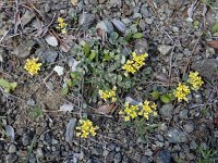 Alyssum akamasicum 8, Saxifraga-Ed Stikvoort