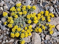 Alyssum alpestre