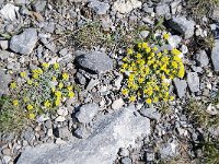 Alyssum alpestre 2, Saxifraga-Luuk Vermeer