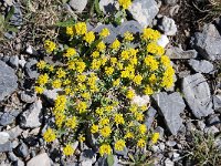 Alyssum alpestre 3, Saxifraga-Luuk Vermeer