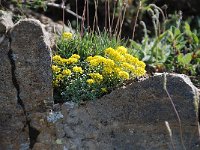 Alyssum alpestre 5, Saxifraga-Luuk Vermeer