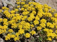 Alyssum alpestre 6, Saxifraga-Harry Jans