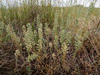 Alyssum alyssoides 11, Bleek schildzaad, Saxifraga-Ed Stikvoort