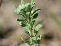 Alyssum alyssoides 14, Bleek schildzaad, Saxifraga-Sonja Bouwman  717. Bleek schildzaad - Alyssum alyssoides - Brassicaceae familie (i)