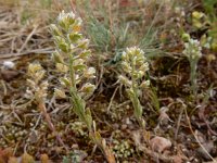 Alyssum alyssoides 8, Bleek schildzaad, Saxifraga-Ed Stikvoort