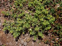 Alyssum desertorum