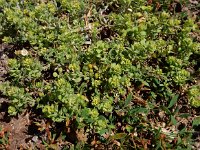 Alyssum desertorum 2, Saxifraga-Ed Stikvoort