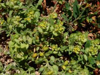 Alyssum desertorum 3, Saxifraga-Ed Stikvoort