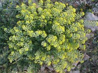 Alyssum montanum 1, Bergschildzaad, Saxifraga-Jasenka Topic