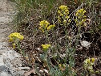 Alyssum montanum 18, Bergschildzaad, Saxifraga-Ed Stikvoort